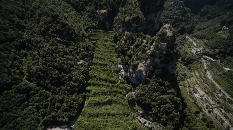 Zitronenhaine in Amalfi. (National Geographic für Disney/​Luigi Cinalli) – Bild: Luigi Cinalli /​ National Geographic for Disney/​Luigi Cinalli /​ Disney