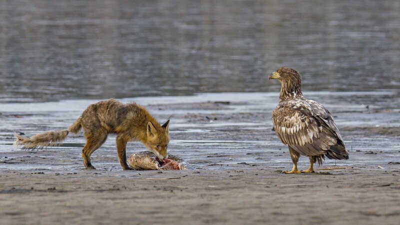 Zwei hungrige Räuber, aber nur ein Fisch. Da ist Ärger vorprogrammiert. – Bild: ORF/​NDR Naturfilm/​Doclights Naturfilm/​Axel Gebauer