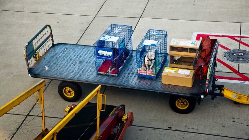 Two dogs in cages next to other luggage on a trailer at an airport – Bild: Tobias Titz /​ Getty Images /​ fStop