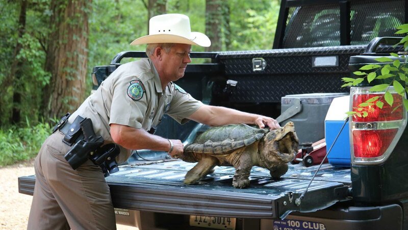 Warden Mike Boone releasing alligator snapping turtle, temporarily named „Wilber“, back into the wild. – Bild: Discovery Communications