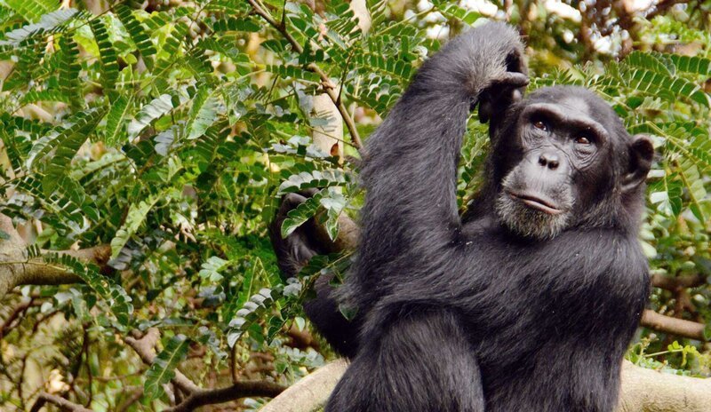 In den Regenwäldern am Oberlauf des Nil leben noch zahlreiche Schimpansen. – Bild: phoenix/​ZDF und Aquavision TV Production