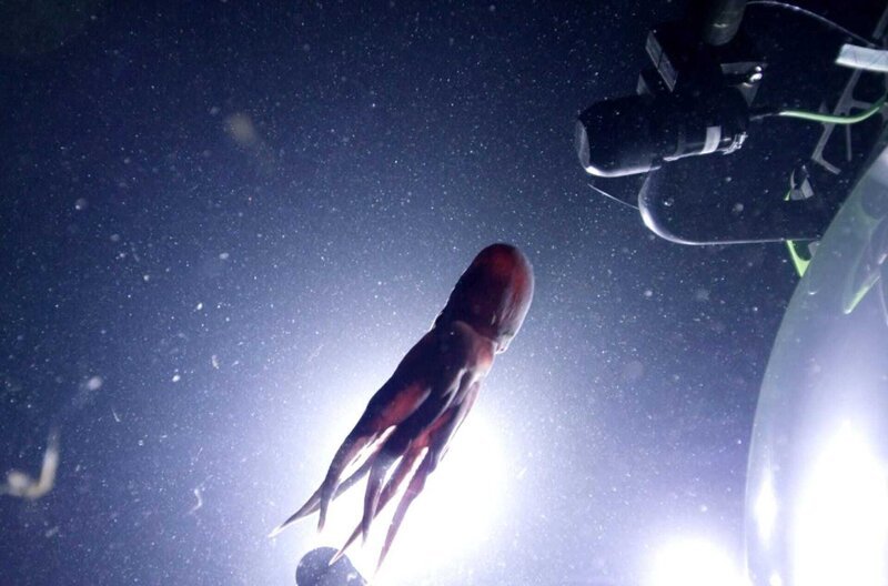 Oktopus in den Tiefen in Canal Bolivar, Galapagos – Bild: BBC/​BR/​Phoenix/​ZDF