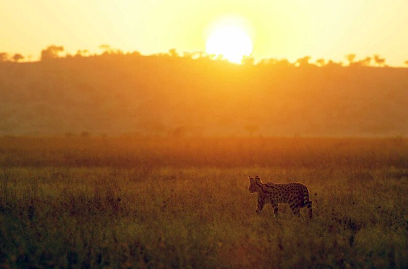 Ein Serval auf der Jagd bei Sonnenuntergang – Bild: John Downer Productions Ltd. /​ Ein Serval auf der Jagd bei Sonnenuntergang