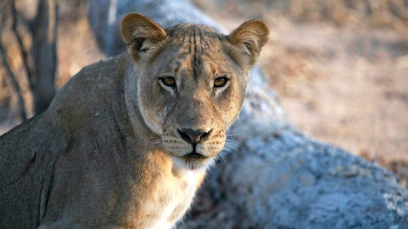 A lioness in the wild. – Bild: Discovery Communications /​ Photobank 33910_023.jpg /​ Discovery Communications