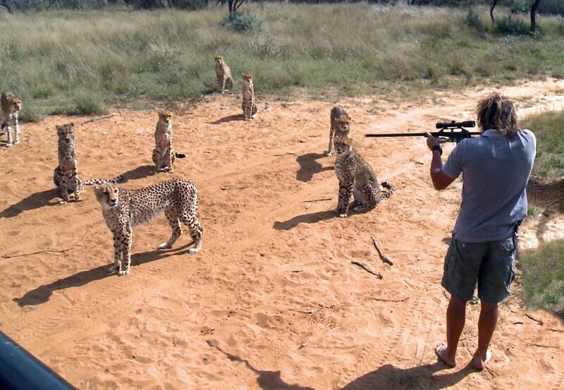 Ein Gepard muss für eine Untersuchung betäubt werden. – Bild: SWR