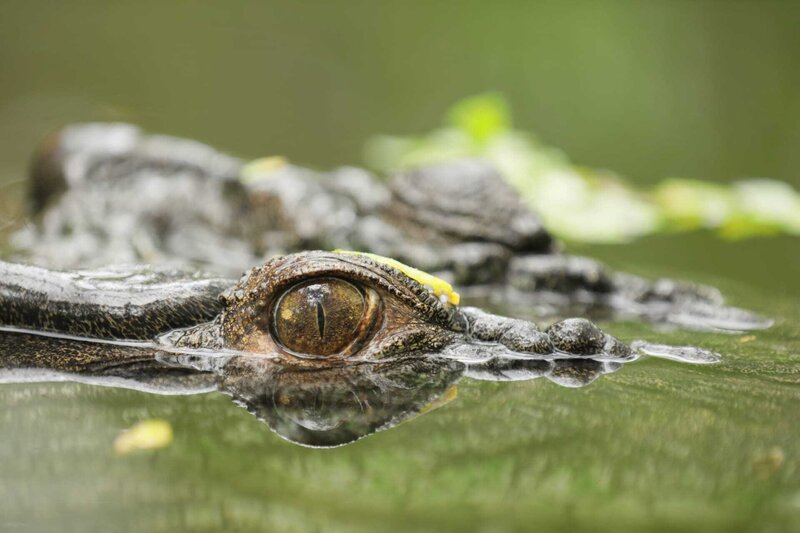 Ein Salzwasser-Krokodil. – Bild: BBC/​Mairead Maclean/​Mairead Maclean