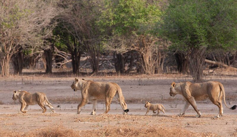 Im Buschland am Sambesi jagen viele Löwenrudel. – Bild: phoenix/​ZDF und Aquavision TV Production