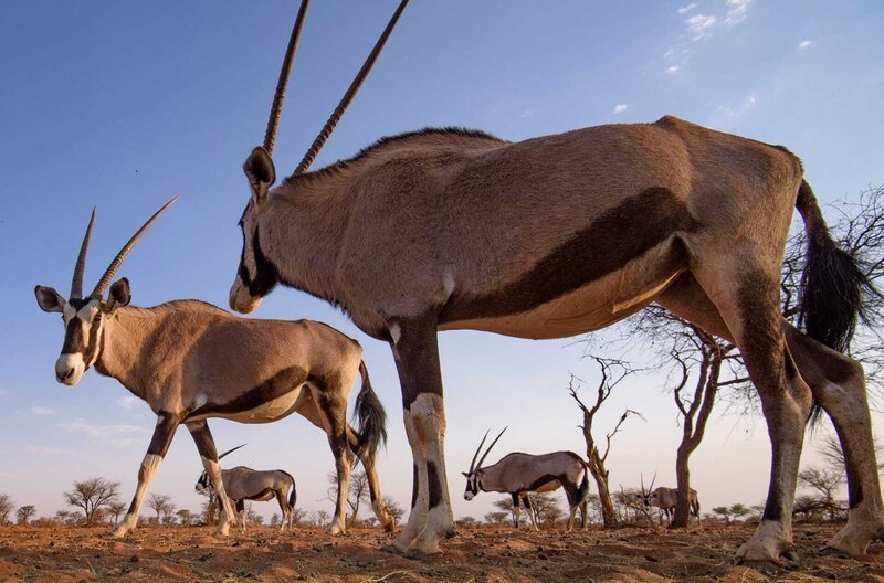 Oryxantilopen gehören zu den Spezialisten Namibias. Sie haben sich an Wassermangel und Hitze angepasst. – Bild: phoenix/​ZDF und Fabian Mühlberger