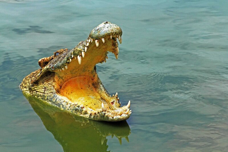 Krokodilkiefer – Bild: PLURIMEDIA (Shutterstock)