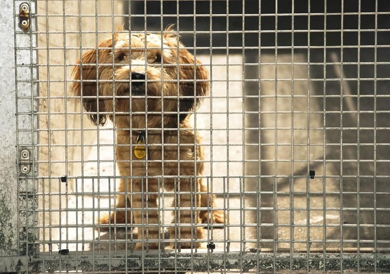Hund im Käfig für den Transport. – Bild: Discovery – UK Editorial Use Only