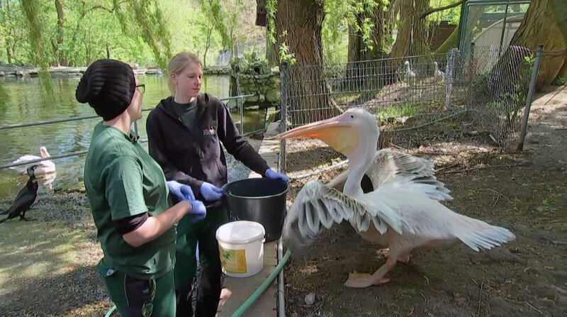 Pelikandame Dori aus dem Opel-Zoo wird von Pflegerin Mona de Vries und ihrer Kollegin Anna gefüttert. – Bild: BR/​HR