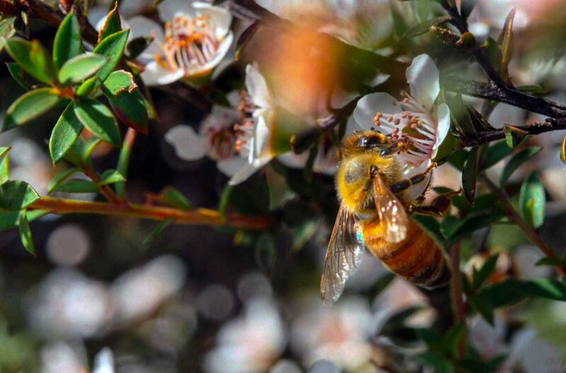 Neuseeland produziert heute eine der weltbesten Honigsorten: den für seine heilende Wirkung bekannten Manuka-Honig. – Bild: Elephant Doc /​ © Elephant Doc