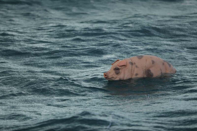 Jeff, das Prothesenschwein im Ozean. – Bild: Daniel Zagayer /​ Force Quit Productions, Inc. /​ Warner Bros. Discovery