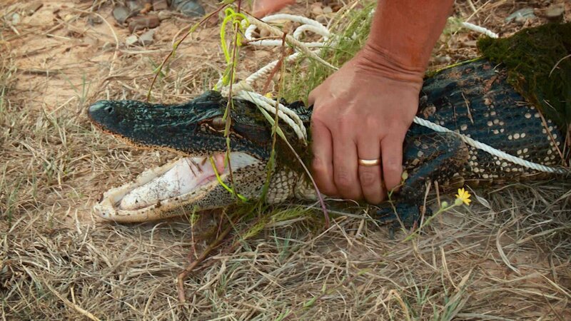 Young alligator. – Bild: Animal Planet /​ Discovery Communications, LLC