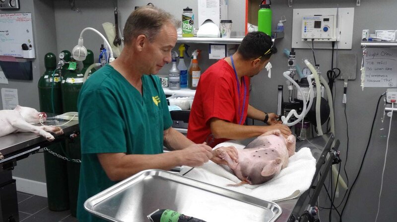 Dr. B and Hector do a spay procedure on Strawberry the pig. – Bild: Animal Planet /​ Photobank 35179_ep305_013.JPG