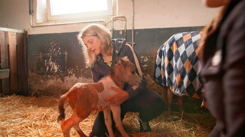 Die Tierärztin Alexandra Erbeldinger ist in großer Sorge, ob Stute und Fohlen wohlauf sind. Kurzerhand richtet sie sich ein Nachtlager im Stall ein. – Bild: NDR/​Doclights GmbH 2020