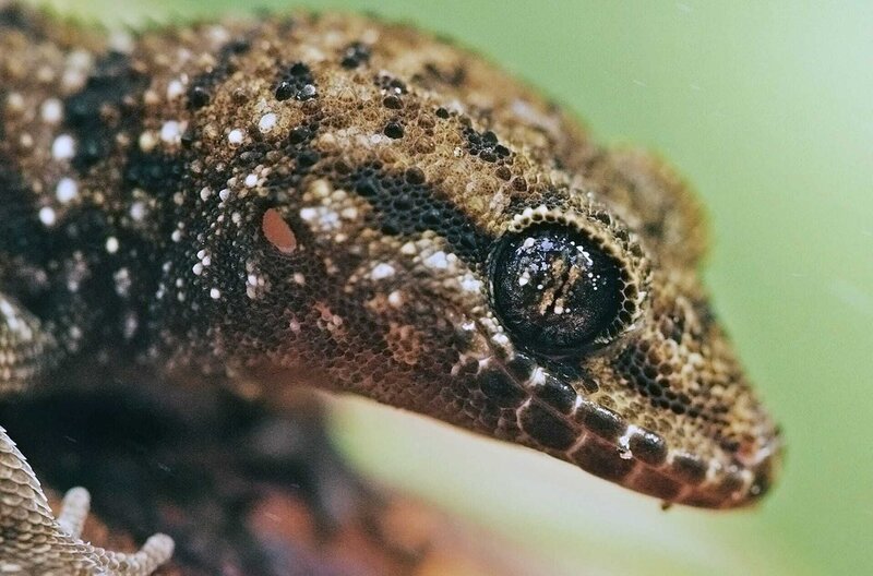 Geckos können auch in der Nacht hervorragend sehen. – Bild: ARTE F /​ © Wild Pacific Media /​ © Wild Pacific Media