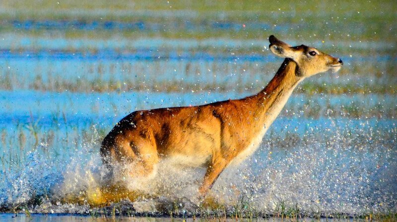 Der Sand River ist die Heimat einer der dichtesten und vielfältigsten Tierpopulationen Afrikas. – Bild: phoenix/​ZDF/​Discovery