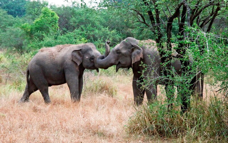 Seltener Moment: ein flirtender Elefantenbulle bei seinem Weibchen. – Bild: SWR/​DOCMA TV/​Dr. Matthias Reinschmidt