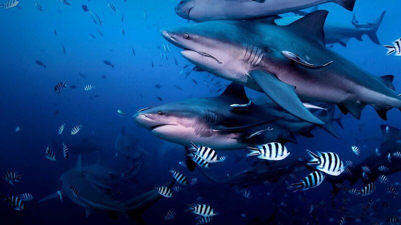 Sharks. – Bild: Jason Isley /​ Discovery Channel /​ Discovery Communications