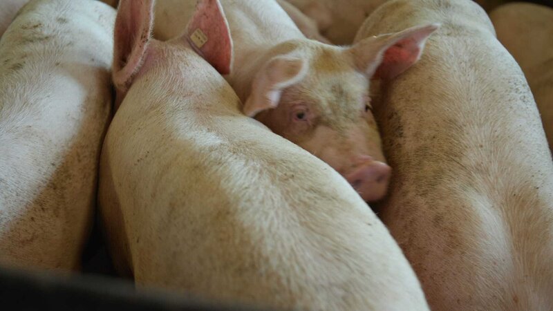 Sternekoch Nelson Müller deckt auf, wie viel Schweinefleisch wir essen: Es ist überall versteckt. Das hat Folgen für unsere Gesundheit und die Umwelt. – Bild: ZDF und Daniel Maiterth./​Daniel Maiterth
