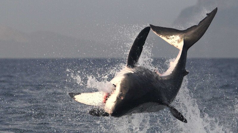Großer, weißer Hai vor der Küste Südafrikas, False Bay. – Bild: phoenix/​ZDF/​Alessandro De Maddalena