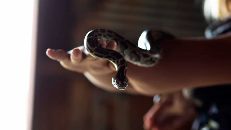 Snake – Bild: Discovery Communications, LLC
