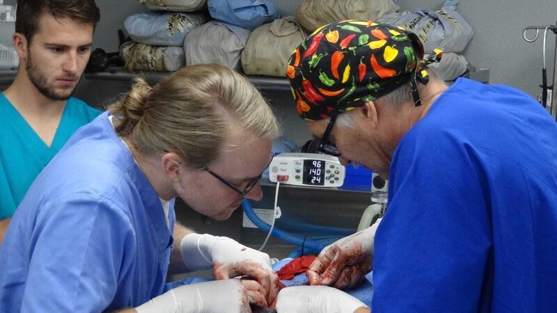 Dr. Jeff and Dr. Kraft working on Kala in the OR. – Bild: Animal Planet /​ Photobank 35179_ep301_040.JPG /​ Discovery Communications