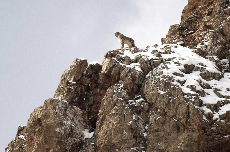 Ein stiller Wächter auf dem Gipfel einer Welt, die am Abgrund steht: der Schneeleopard – Bild: Vincent Munier /​ © Vincent Munier