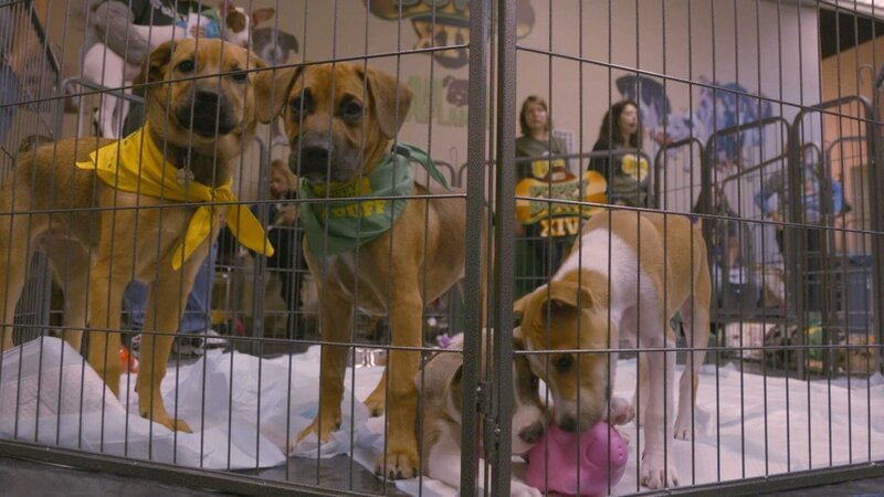 (DOG BOWL) Puppies at Dog Bowl. – Bild: Animal Planet /​ Discovery Communications