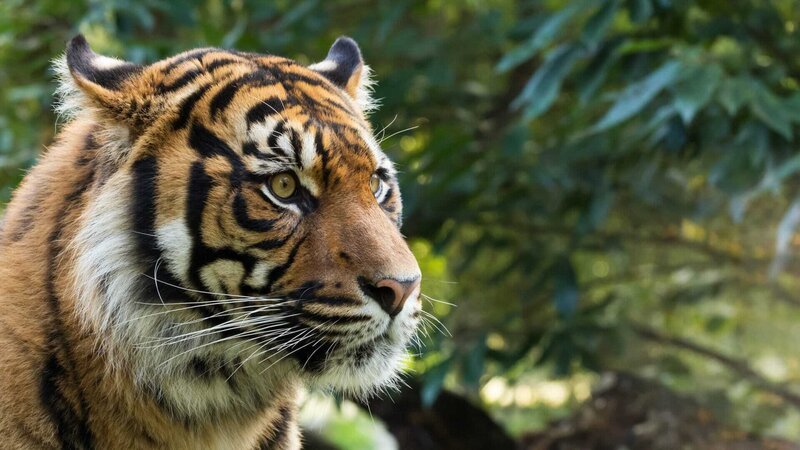 Nur etwa 600 der seltenen Sumatra-Tiger leben noch in freier Wildbahn. – Bild: ZDF und WildBear Entertainment Pty Ltd./​WildBear Entertainment Pty Ltd