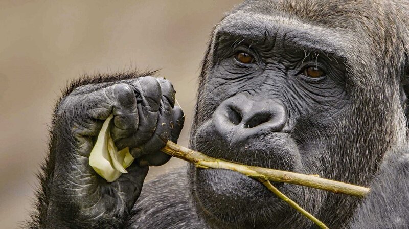 Gorilla im Krefelder Zoo. – Bild: WDR/​Erik Sick