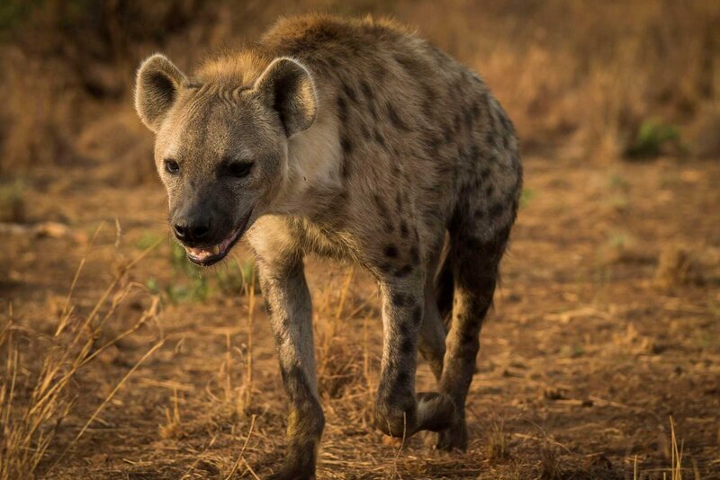 A spotted hyena. – Bild: Discovery Communications /​ Discovery Communications