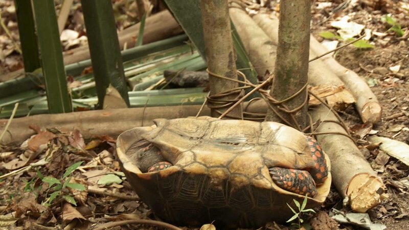 Schildkröte auf den Rücken gedreht. – Bild: Warner Bros. Discovery