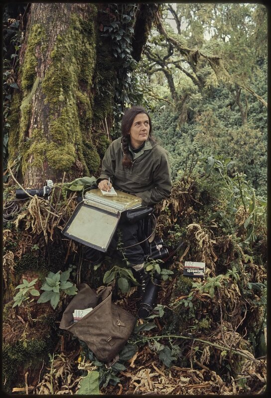 Dian Fossey research – Bild: Spiegel Geschichte