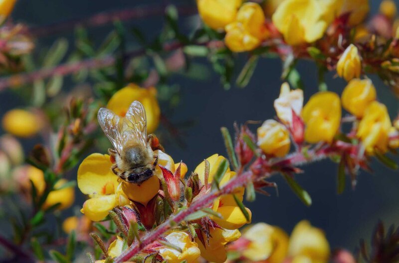 Eine fleißige Biene beim Bestäuben: Jedes noch so kleine Tier spielt eine wichtige Rolle bei der Aufrechterhaltung eines gesunden Ökosystems. – Bild: ARTE F /​ © Wild Pacific Media /​ © Wild Pacific Media