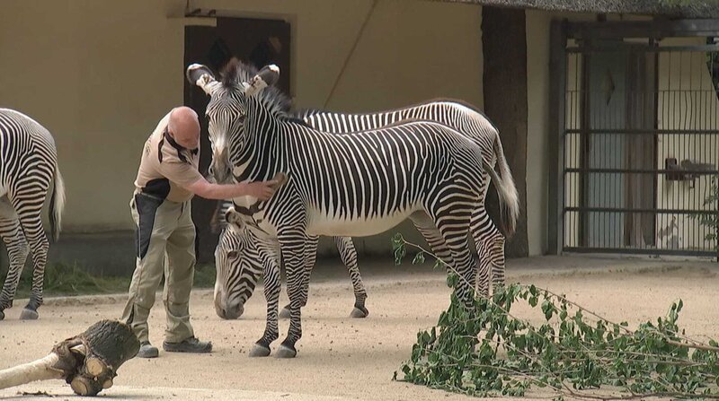 Zebra Nike aus dem Frankfurter Zoo hat scheinbar nichts gegen eine Schrubbeinheit von Pfleger Walter Arlt. – Bild: BR/​HR