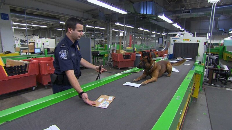 Beim Durchsuchen der Post aus dem Ausland haben die Beamten tierische Unterstützung. Ob der Hund fündig wird? – Bild: Seven Network (Australia) Lizenzbild frei