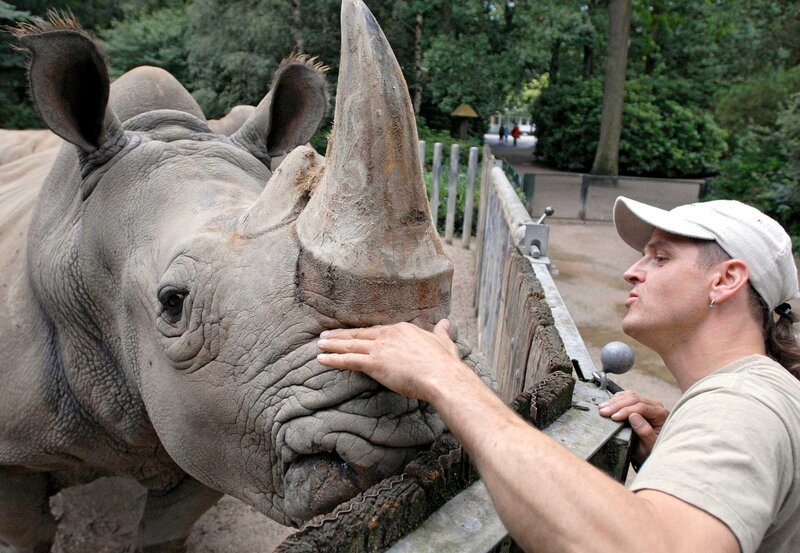 Shane Coleman kümmert sich um die Nashörner und verteilt Streicheleinheiten. – Bild: BR/​WDR/​Melanie Grande/​Melanie Grande