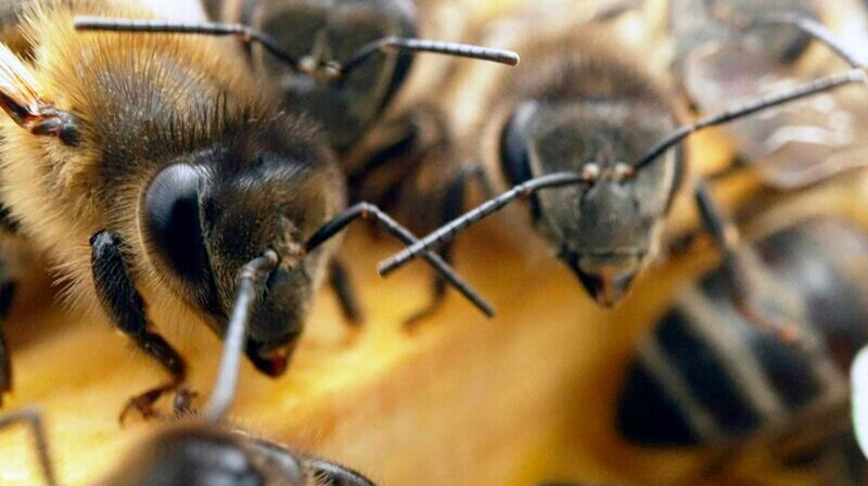 Auch auf Teneriffa leiden die Bienen unter dem Klimawandel. – Bild: phoenix/​ZDF/​arte/​Philip Flaemig