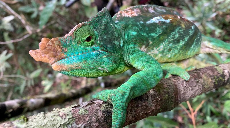 Der Lebensraum des Parson Chamäleons sind die dicht bewaldeten Regenwälder Madagaskars – Bild: BR/​DocLights GmbH/​NDR/​NDR Naturfilm & Blue Planet Film/​Josh Miller/​Josh Miller