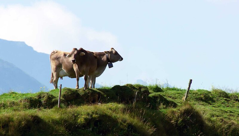 Kühe sind in den Bergen nicht nur Milchlieferanten, sondern auch Rasenmäher und Landschaftsarchitekten. – Bild: BR/​SWR/​Vidicom Media GmbH