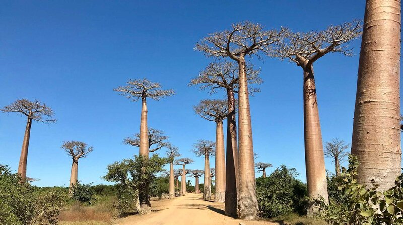 In der Nähe der Stadt Morondava liegt die berühmte Alle der Baobabs. Ein „Must See“ für jeden Touristen – Bild: BR/​Doclights GmbH/​NDR/​NDR Naturfilm & Blue Planet Film/​Thomas Behrend/​Thomas Behrend