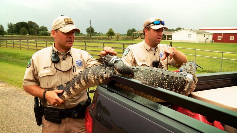 Game Wardens put the crocodile in the trailer. – Bild: Animal Planet /​ Discovery Communications, LLC