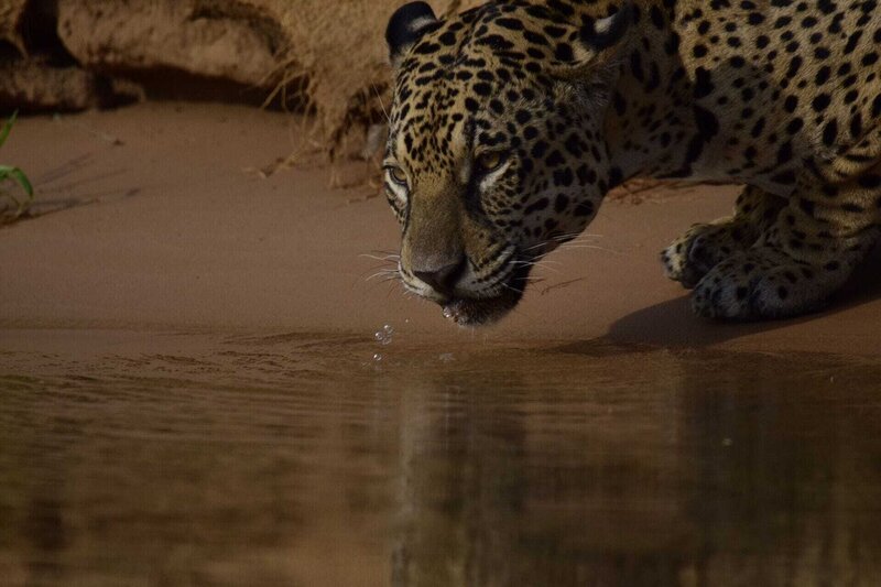 Jaguarweibchen „Ginger“ trinkt Wasser in Nahaufnahme – Bild: RTL /​ SNI/​SI Networks L.L.C.
