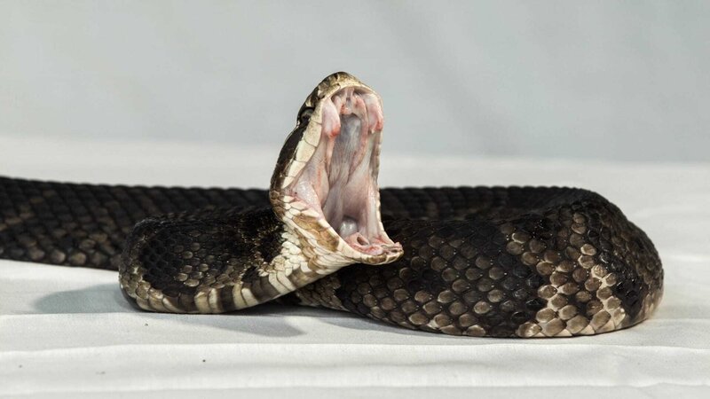An Eastern Diamondback snake with its mouth open. – Bild: Discovery Communications