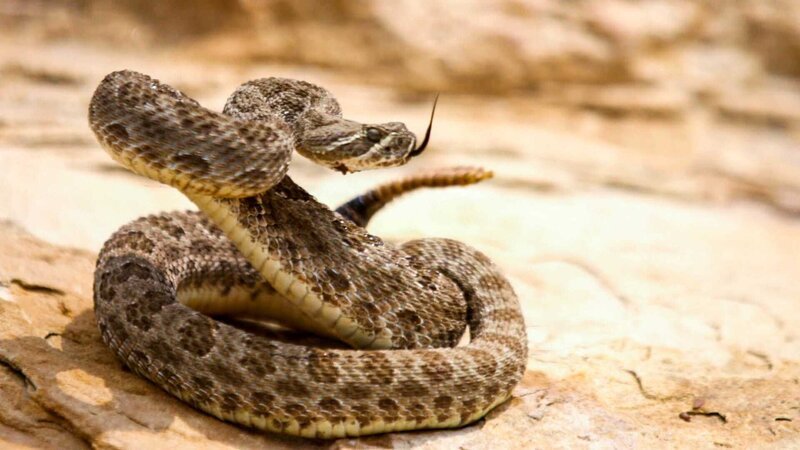 A rattlesnake ready to attack. – Bild: Discovery Communications