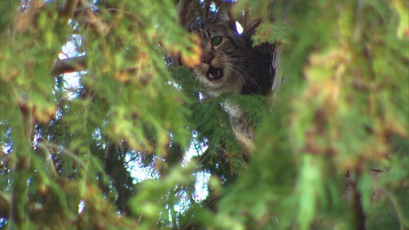 Eine Katze, die in einem Baum festsitzt. – Bild: Warner Bros. Discovery