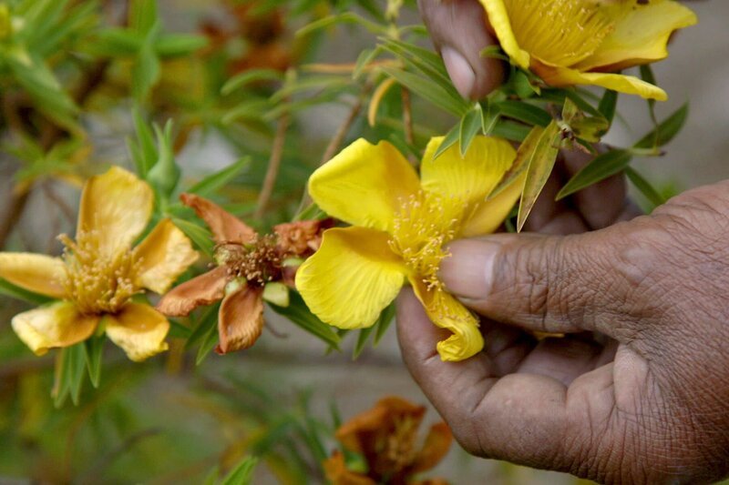 Solche gelben Blüten sollen Frauen in den Wechseljahren helfen, erklärt Daniel Tibère. – Bild: ARTE France /​ © Bonne Pioche Télévision
