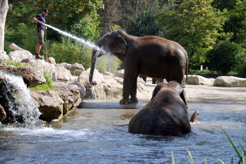 Auch unter Elefanten gibt es Badenixen. – Bild: BR/​Felix Heidinger/​Jens-Uwe Heins